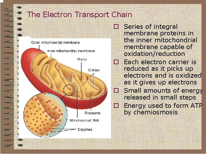The Electron Transport Chain o Series of integral membrane proteins in the inner mitochondrial