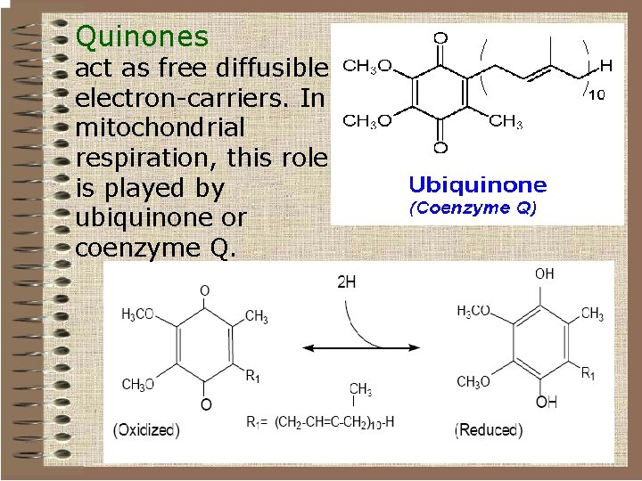 Quinones act as free diffusible electron-carriers. In mitochondrial respiration, this role is played by