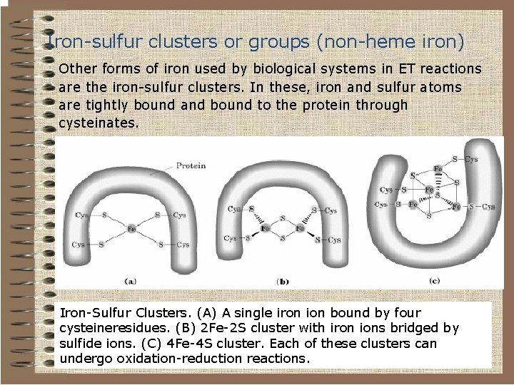 Iron-sulfur clusters or groups (non-heme iron) Other forms of iron used by biological systems