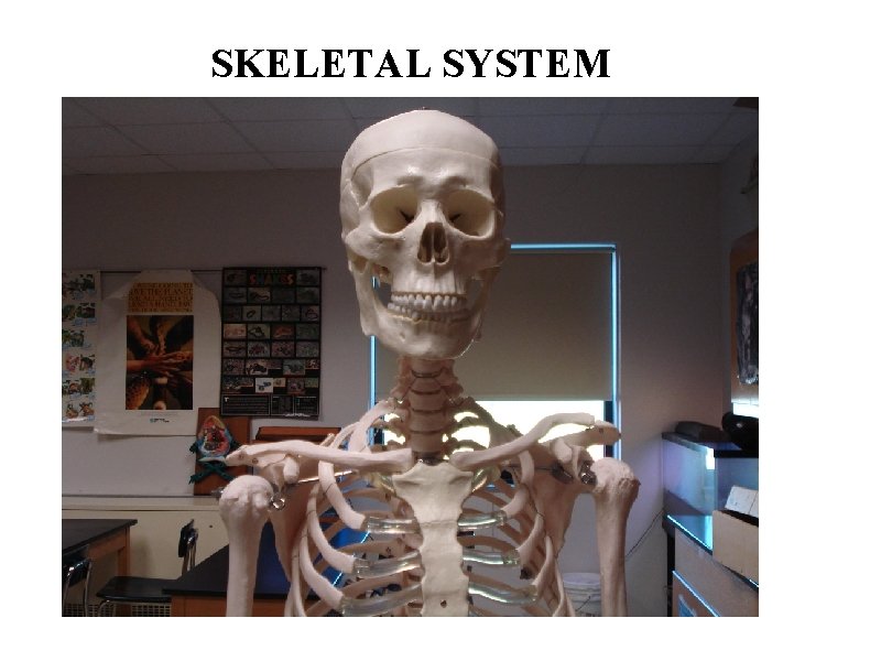 SKELETAL SYSTEM 