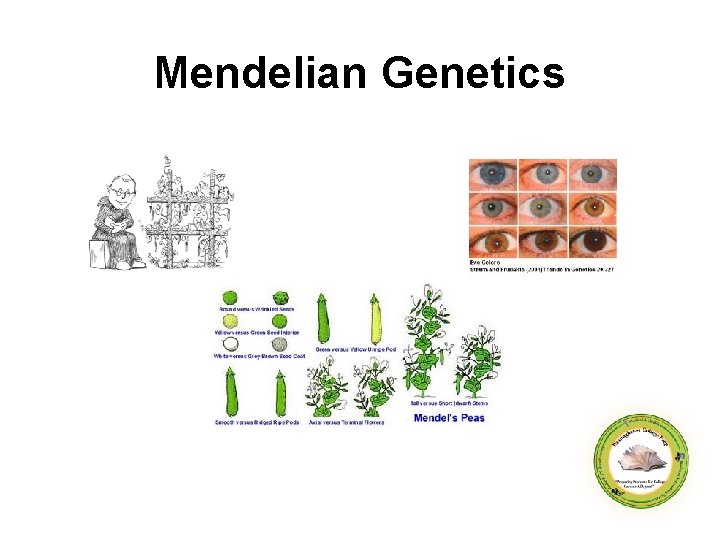 Mendelian Genetics 