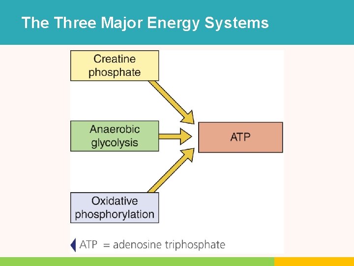 The Three Major Energy Systems The Three Major Energy Systems