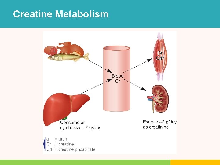 Creatine Metabolism Creatine Metabolism