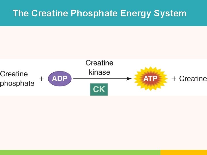 The Creatine Phosphate Energy System The Creatine Phosphate Energy System