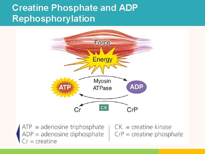 Creatine Phosphate and ADP Rephosphorylation Creatine Phosphate and ADP Rephosphorylation