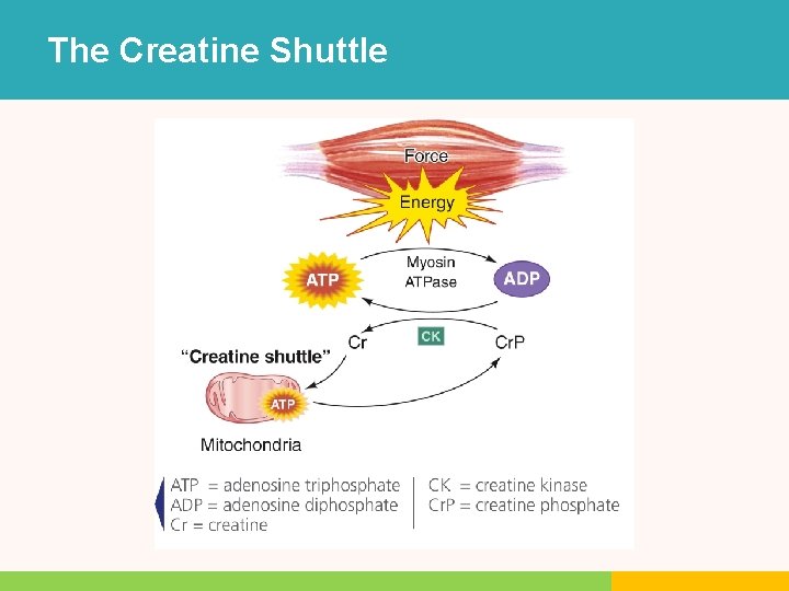 The Creatine Shuttle The Creatine Shuttle