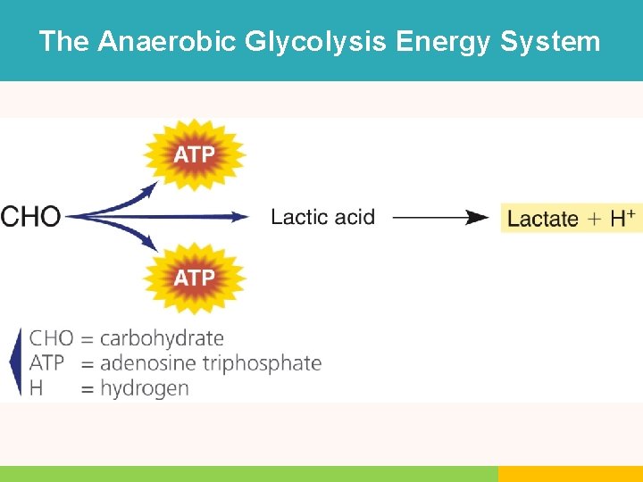 The Anaerobic Glycolysis Energy System The Anaerobic Glycolysis Energy System