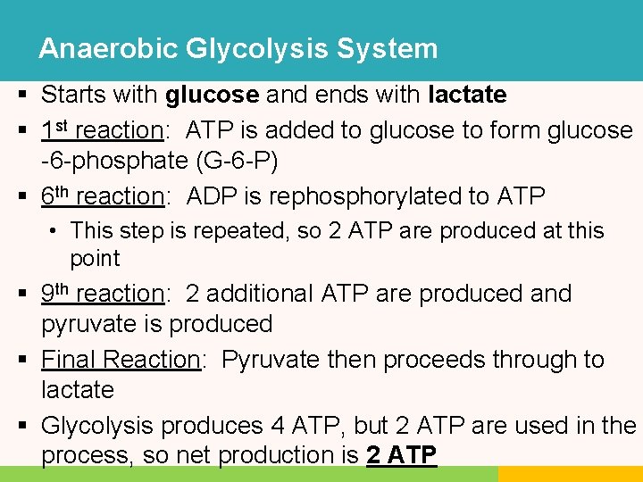 Anaerobic Glycolysis System § Starts with glucose and ends with lactate § 1 st Anaerobic Glycolysis System § Starts with glucose and ends with lactate § 1 st