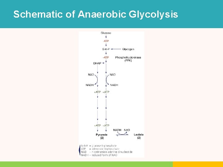 Schematic of Anaerobic Glycolysis Schematic of Anaerobic Glycolysis