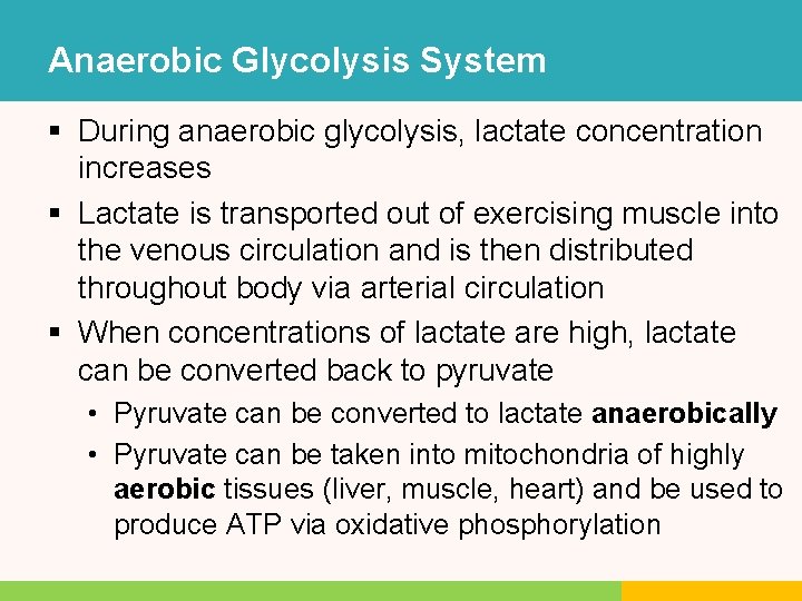 Anaerobic Glycolysis System § During anaerobic glycolysis, lactate concentration increases § Lactate is transported Anaerobic Glycolysis System § During anaerobic glycolysis, lactate concentration increases § Lactate is transported