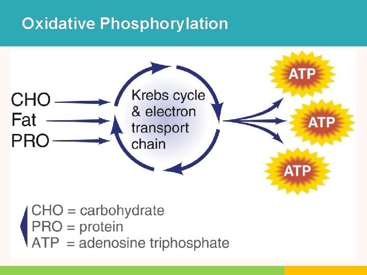 Oxidative Phosphorylation Oxidative Phosphorylation