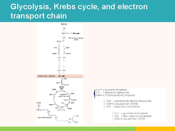 Glycolysis, Krebs cycle, and electron transport chain Glycolysis, Krebs cycle, and electron transport chain