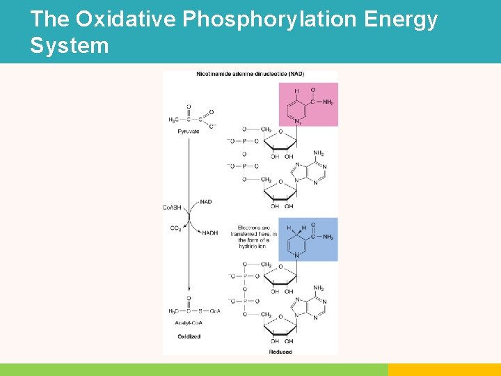 The Oxidative Phosphorylation Energy System The Oxidative Phosphorylation Energy System