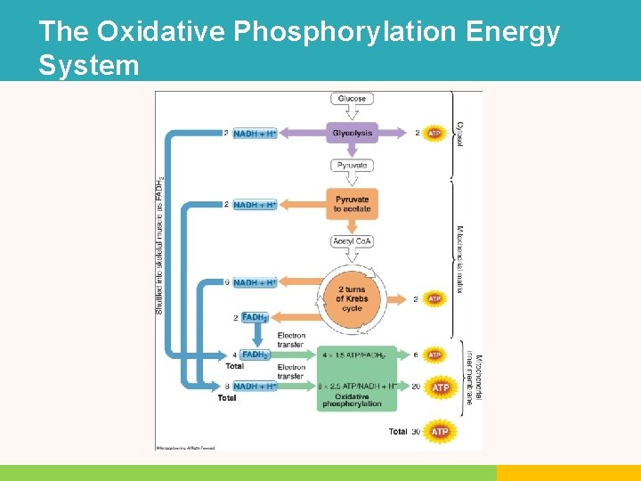 The Oxidative Phosphorylation Energy System The Oxidative Phosphorylation Energy System