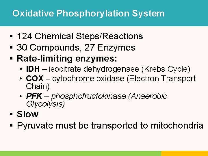Oxidative Phosphorylation System § 124 Chemical Steps/Reactions § 30 Compounds, 27 Enzymes § Rate-limiting Oxidative Phosphorylation System § 124 Chemical Steps/Reactions § 30 Compounds, 27 Enzymes § Rate-limiting