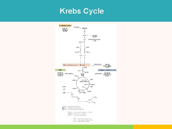 Krebs Cycle Krebs Cycle