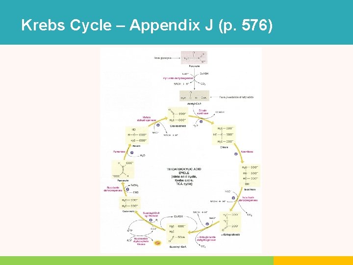 Krebs Cycle – Appendix J (p. 576) Krebs Cycle – Appendix J (p. 576)