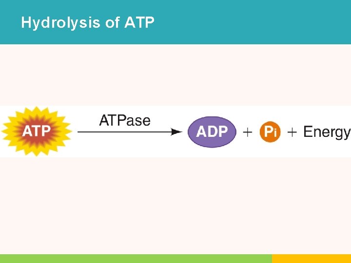 Hydrolysis of ATP Hydrolysis of ATP
