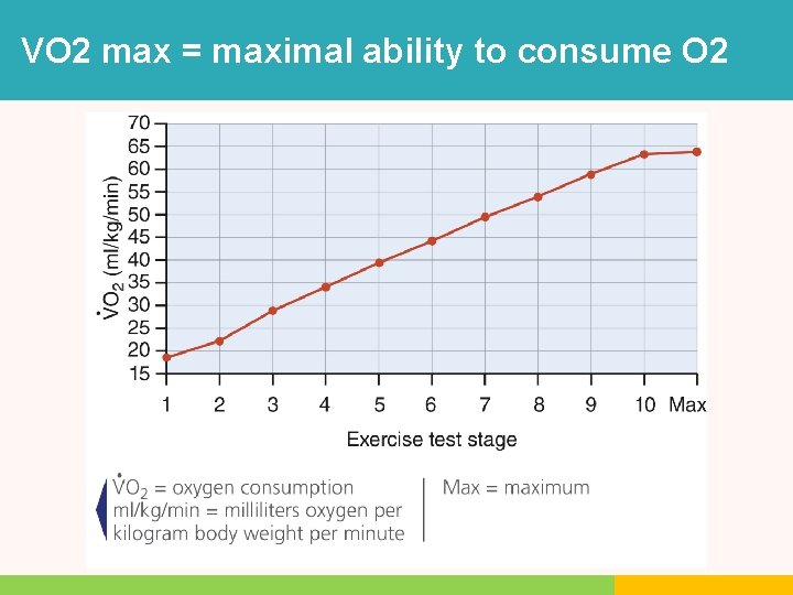 VO 2 max = maximal ability to consume O 2 VO 2 max = maximal ability to consume O 2