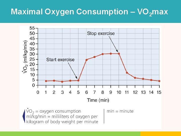 Maximal Oxygen Consumption – VO 2 max Maximal Oxygen Consumption – VO 2 max