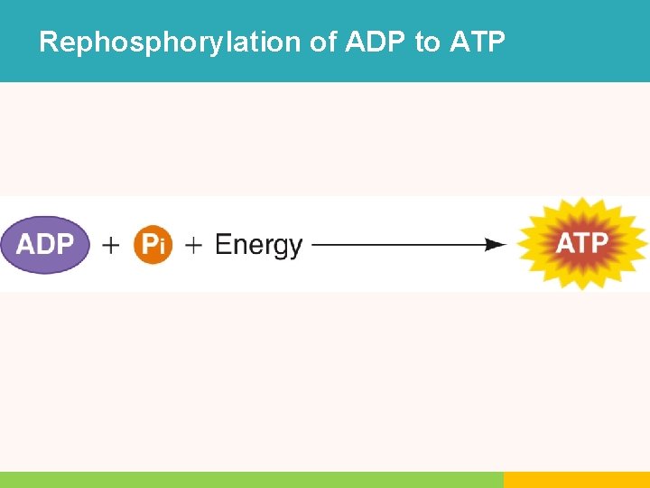 Rephosphorylation of ADP to ATP Rephosphorylation of ADP to ATP