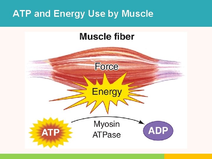 ATP and Energy Use by Muscle ATP and Energy Use by Muscle