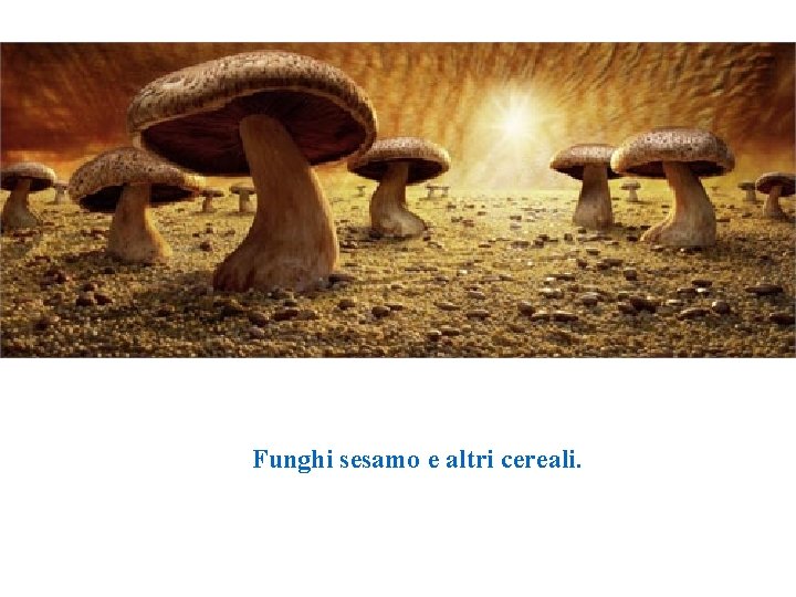 Funghi sesamo e altri cereali. 