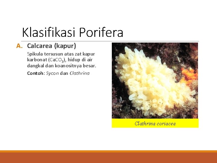 Klasifikasi Porifera A. Calcarea (kapur) Spikula tersusun atas zat kapur karbonat (Ca. CO 3),