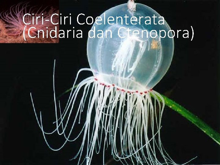 Ciri-Ciri Coelenterata (Cnidaria dan Ctenopora) Coelenterata 