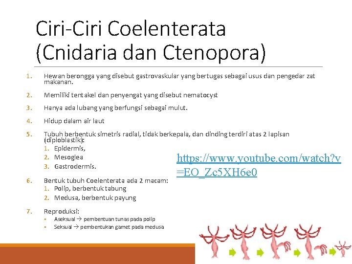 Ciri-Ciri Coelenterata (Cnidaria dan Ctenopora) 1. Hewan berongga yang disebut gastrovaskular yang bertugas sebagai