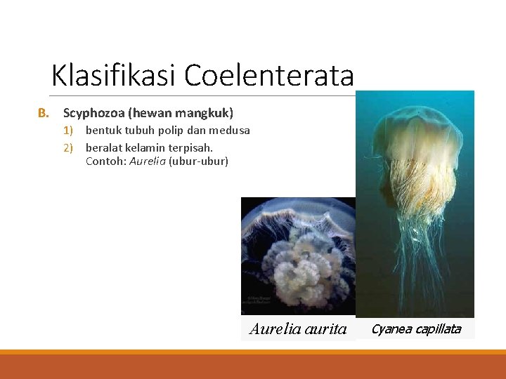 Klasifikasi Coelenterata B. Scyphozoa (hewan mangkuk) 1) bentuk tubuh polip dan medusa 2) beralat