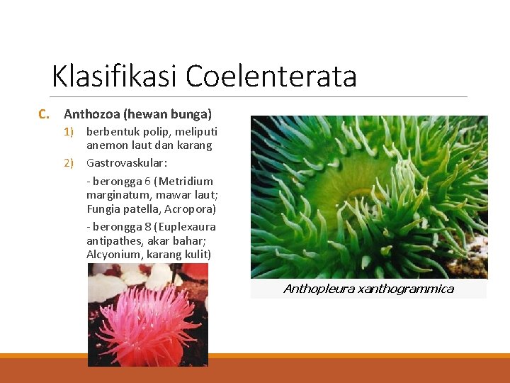 Klasifikasi Coelenterata C. Anthozoa (hewan bunga) 1) berbentuk polip, meliputi anemon laut dan karang