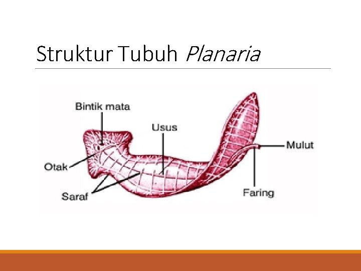 Struktur Tubuh Planaria 