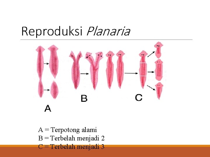 Reproduksi Planaria A = Terpotong alami B = Terbelah menjadi 2 C = Terbelah