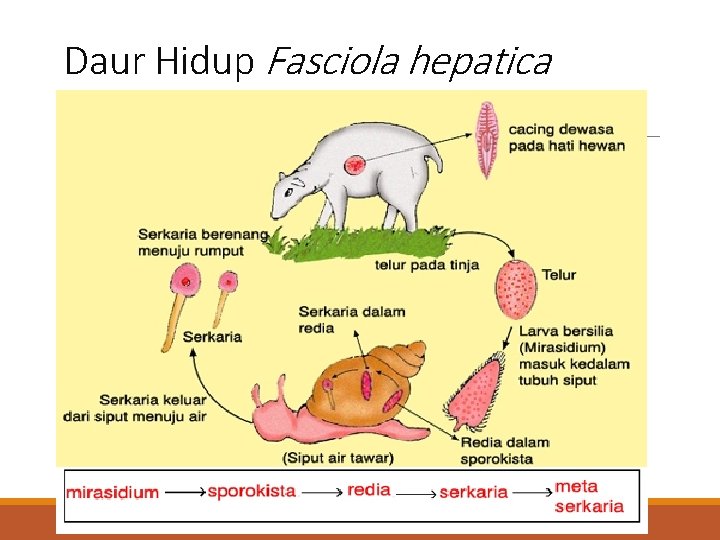 Daur Hidup Fasciola hepatica 