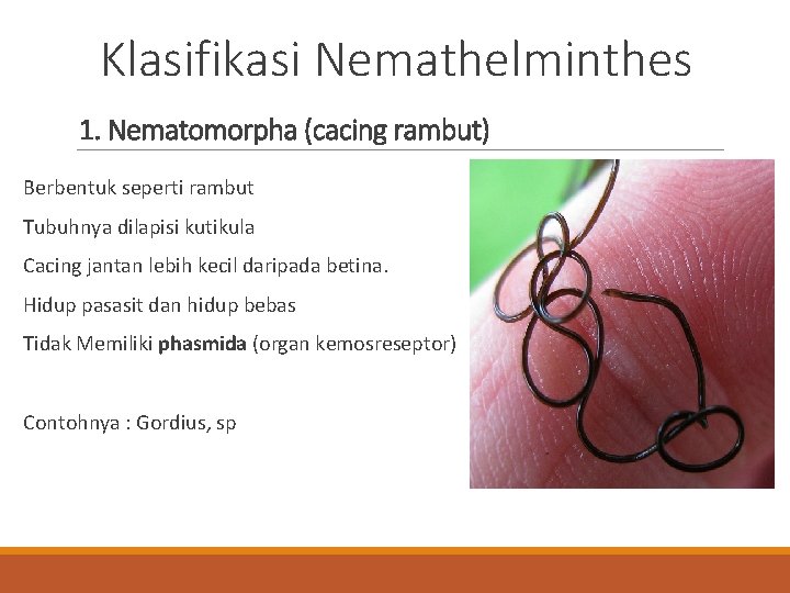 Klasifikasi Nemathelminthes 1. Nematomorpha (cacing rambut) Berbentuk seperti rambut Tubuhnya dilapisi kutikula Cacing jantan