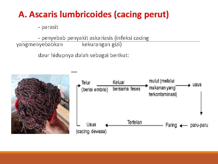  A. Ascaris lumbricoides (cacing perut) - parasit - penyebab penyakit askariasis (infeksi cacing