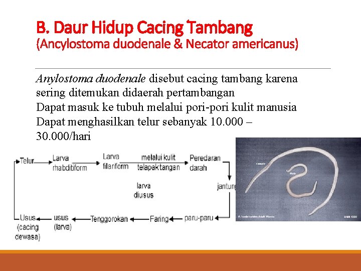 B. Daur Hidup Cacing Tambang (Ancylostoma duodenale & Necator americanus) Anylostoma duodenale disebut cacing