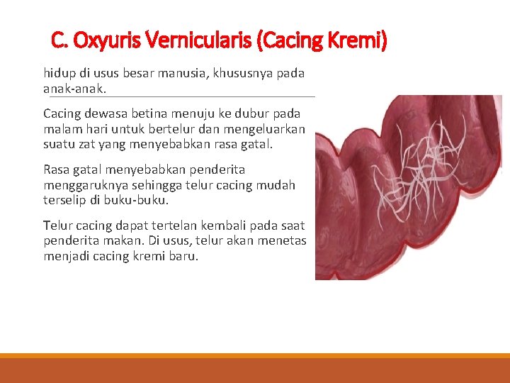 C. Oxyuris Vernicularis (Cacing Kremi) hidup di usus besar manusia, khususnya pada anak-anak. Cacing