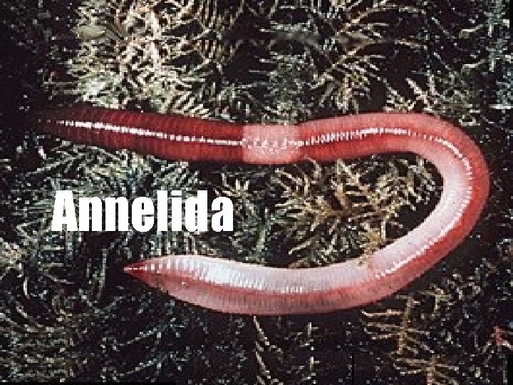Annelida 