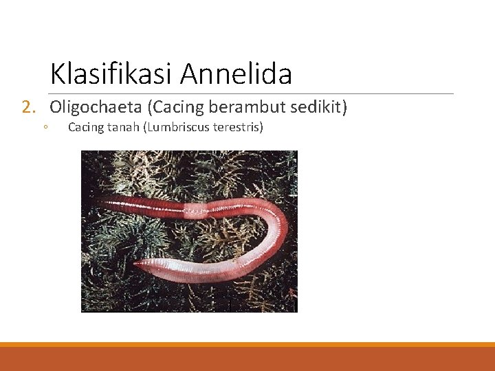 Klasifikasi Annelida 2. Oligochaeta (Cacing berambut sedikit) ◦ Cacing tanah (Lumbriscus terestris) 