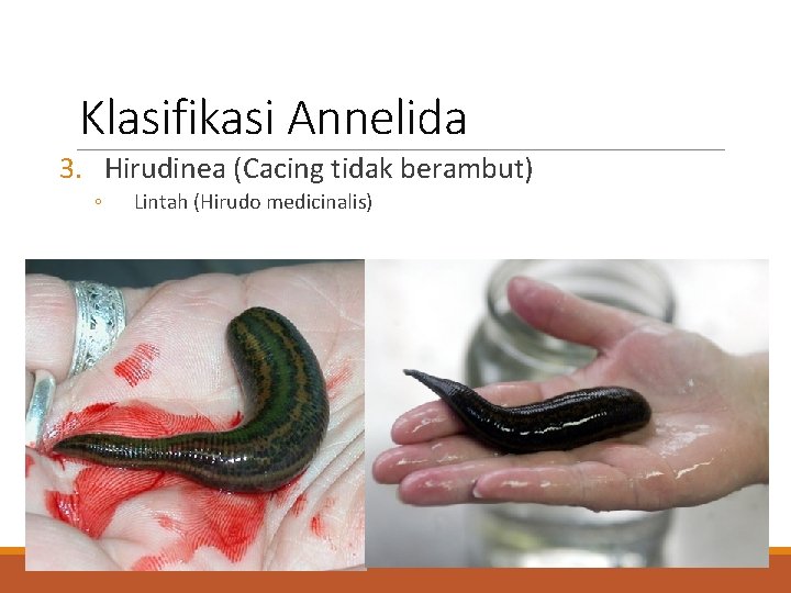 Klasifikasi Annelida 3. Hirudinea (Cacing tidak berambut) ◦ Lintah (Hirudo medicinalis) 