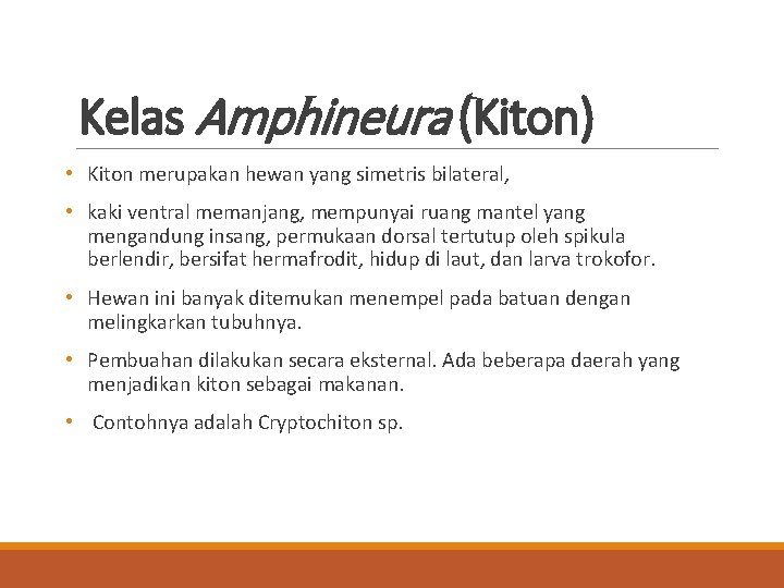 Kelas Amphineura (Kiton) • Kiton merupakan hewan yang simetris bilateral, • kaki ventral memanjang,