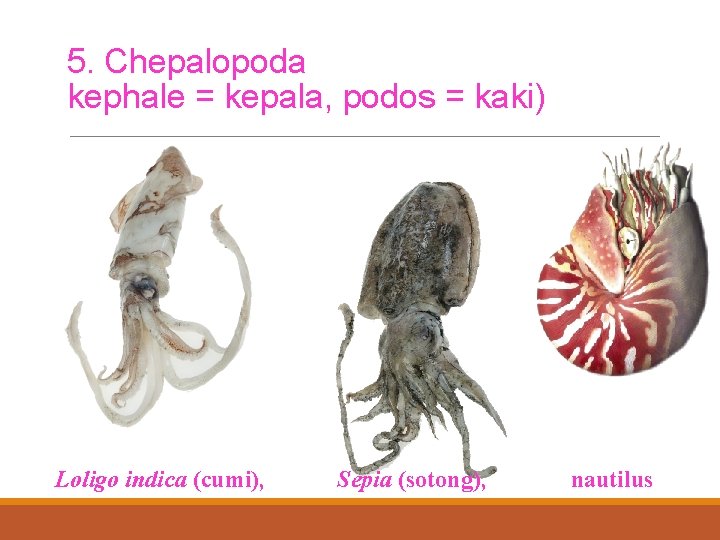 5. Chepalopoda kephale = kepala, podos = kaki) Loligo indica (cumi), Sepia (sotong), nautilus