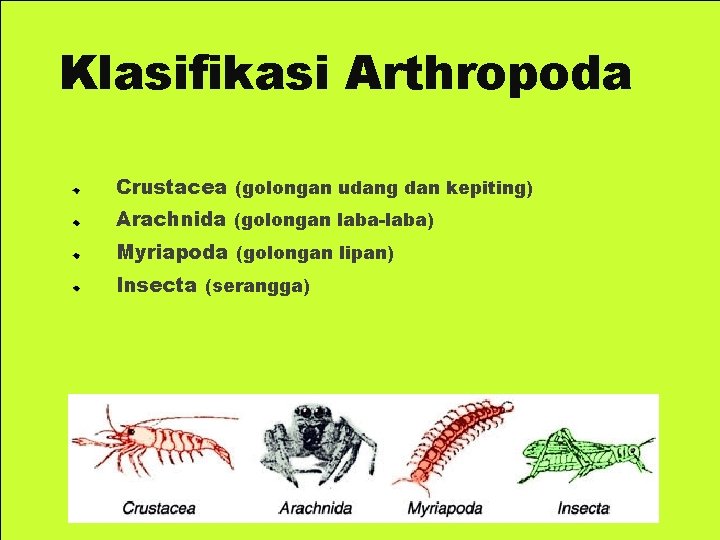 Klasifikasi Arthropoda Crustacea (golongan udang dan kepiting) Arachnida (golongan laba-laba) Myriapoda (golongan lipan) Insecta