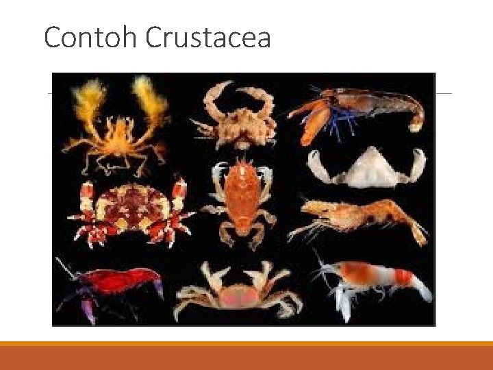 Contoh Crustacea 