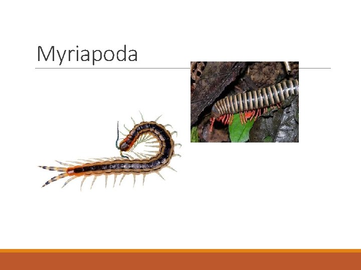 Myriapoda 