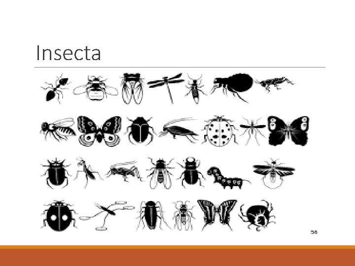 Insecta 