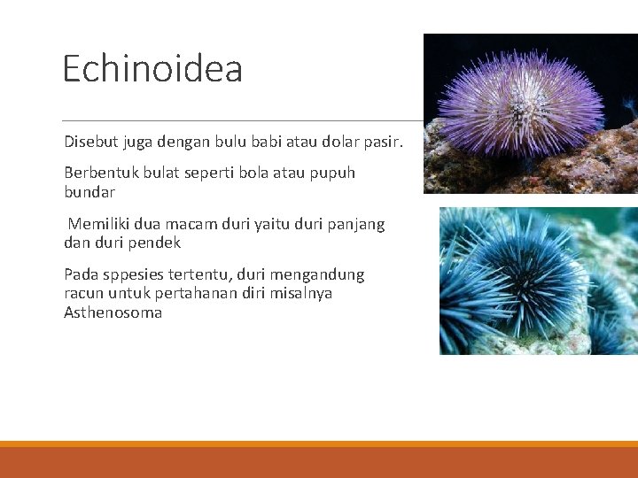 Echinoidea Disebut juga dengan bulu babi atau dolar pasir. Berbentuk bulat seperti bola atau