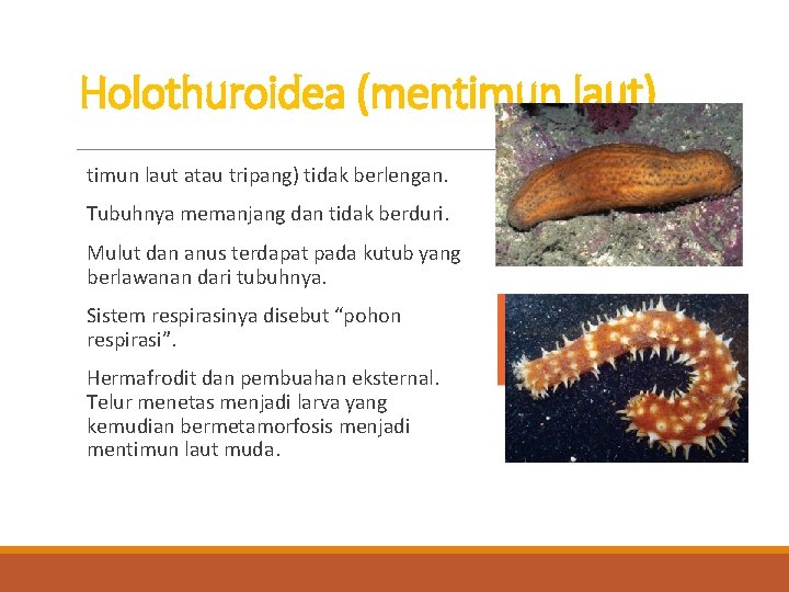 Holothuroidea (mentimun laut) timun laut atau tripang) tidak berlengan. Tubuhnya memanjang dan tidak berduri.